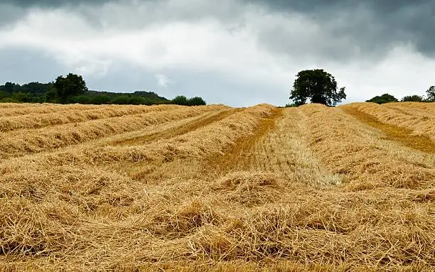 Photo of Golden Hay Day