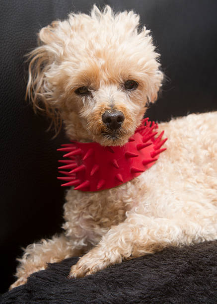 istock Poodle In Spiky Collar on Pillow 510378715