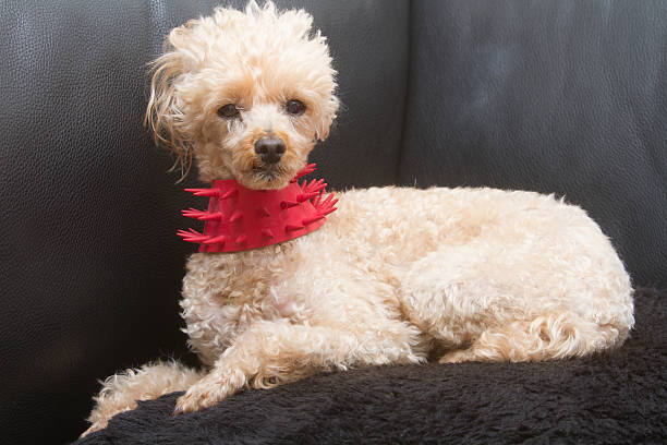 istock Spiky Poodle on Black Couch 510378743