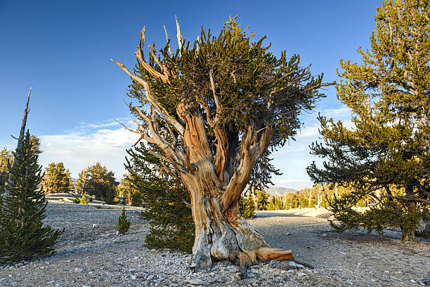 antica foresta di pino aristata - bristlecone pine foto e immagini stock