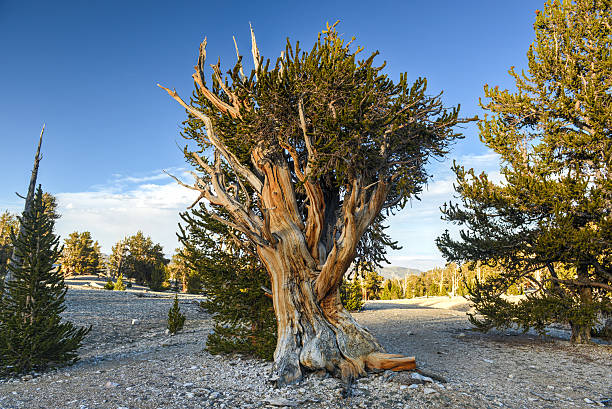 floresta de pinheiros bristlecone antigos - bristlecone pine pine tree tree forest - fotografias e filmes do acervo