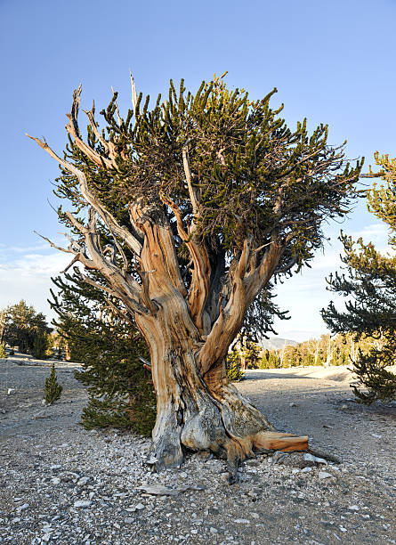 古代イガゴヨウマツ森林 - bristlecone pine bark tree curve ストックフォトと画像