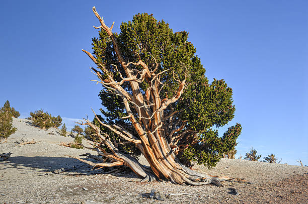 古代イガゴヨウマツ森林 - bristlecone pine bark tree curve ストックフォトと画像