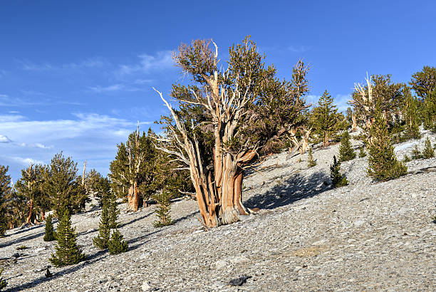 古代イガゴヨウマツ森林 - bristlecone pine bark tree curve ストックフォトと画像