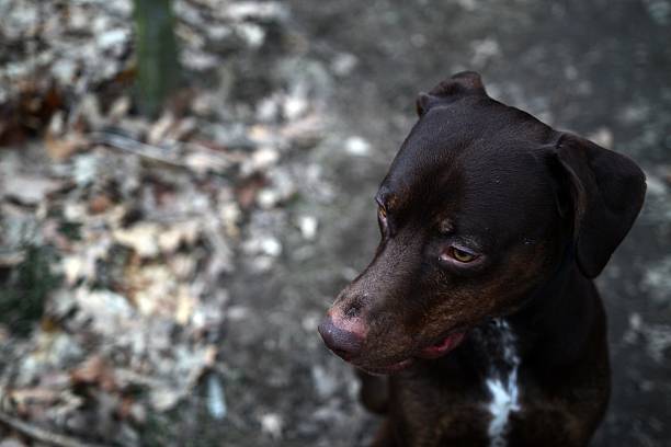 istock Catahoula Leopard Dog 510378995