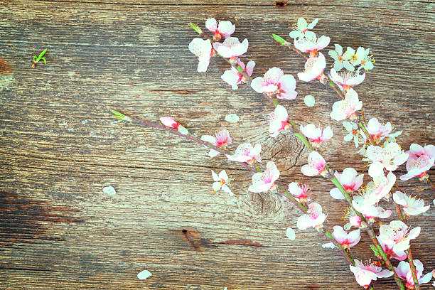 istock twigs with cherry flowers 510382692