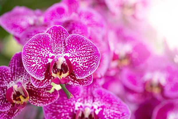 istock Pink phalaenopsis orchid flower 510382818