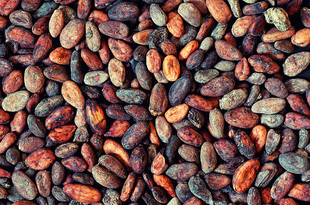 istock pattern of the cocoa bean 510382834