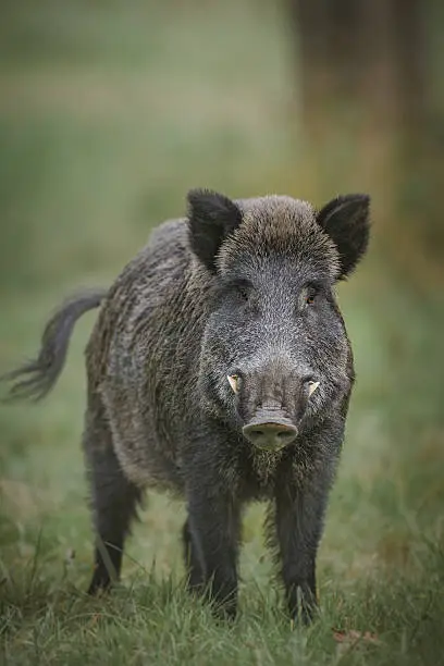 A wild boar with impressive tusks in Germany