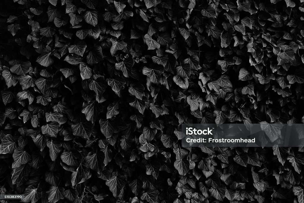 Ivy leaves black and white pattern black and white ivy leaves pattern Black And White Stock Photo