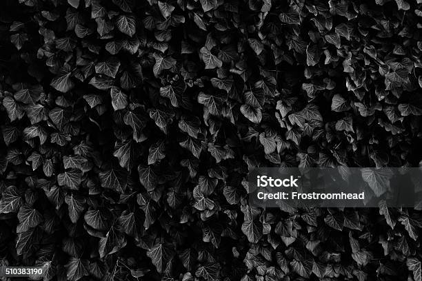 Ivy Leaves Black And White Pattern Stock Photo - Download Image Now - Black And White, Black Color, Dark