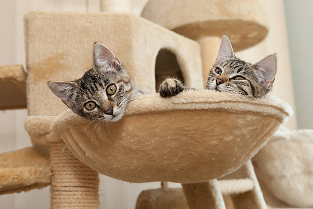 istock kitten in cat furmiture 510383648