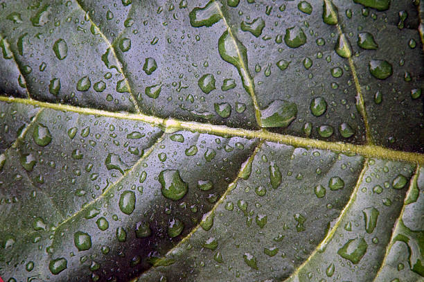 Tobacco leaf after rain Close up of Nicotiana rustica leaf, also known as Aztec Tobacco used by shamans in religious ceremonies  after rain with water drops. nicotiana rustica stock pictures, royalty-free photos & images
