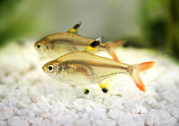 골든 pristella tetra pristella maxillaris x-레이 tetra 수족관 고기잡이 - tetra fish 뉴스 사진 이미지