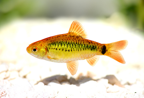 African cichlid, a colorful freshwater fish
