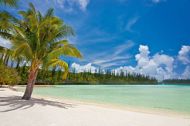 Palm tree on a tropical beach Palm tree on a tropical beach, Isle of Pines, New Caledonia new caledonia stock pictures, royalty-free photos & images