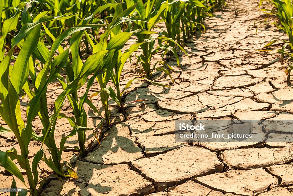 dry corn field dry and broken part of a corn field. Dry Stock Photo