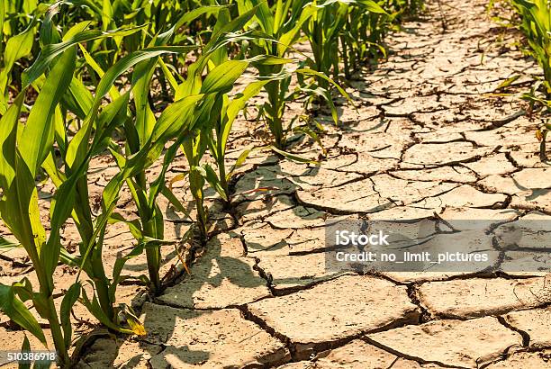 Dry Corn Field Stock Photo - Download Image Now - Dry, Drought, Dirt