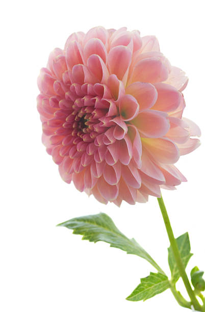 istock Dahlia flower 510388640