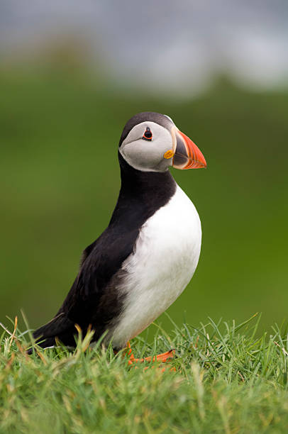 Puffin bird, Faroe Islands Atlantic puffin on the island of Mykines, famed for its birdlife. Faroe Islands, Denmark mykines faroe islands photos stock pictures, royalty-free photos & images