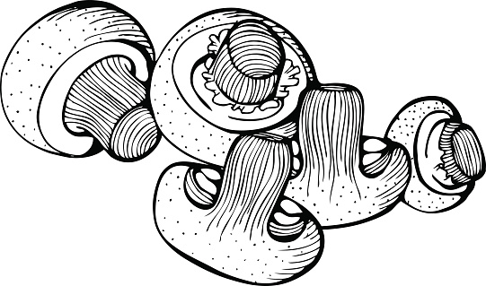 Monochrome Vector Watercolor Mushroom Champignon Mushrooms — стоковая векторная графика и другие изображения на тему 2015 - iStock