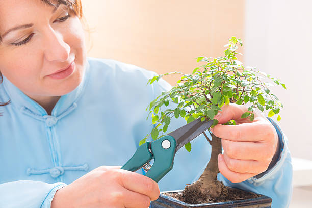 istock Woman trimming bonsai tree 510390860