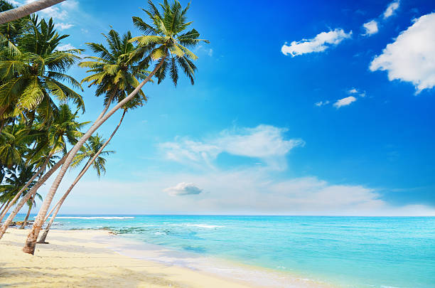 istock Untouched tropical beach in Sri Lanka 510390952