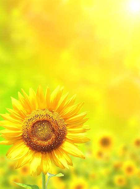 istock Bright yellow sunflower on green background 510390990