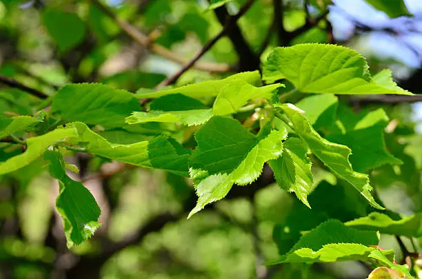 Young, green linden leaves,  tree blossomed in the spring