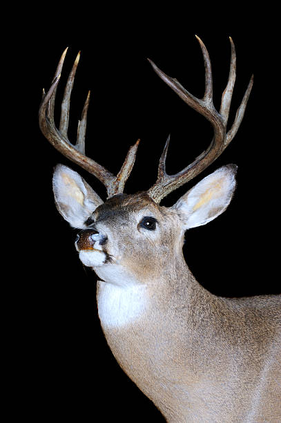 istock Whitetail buck isolated on black 510391232