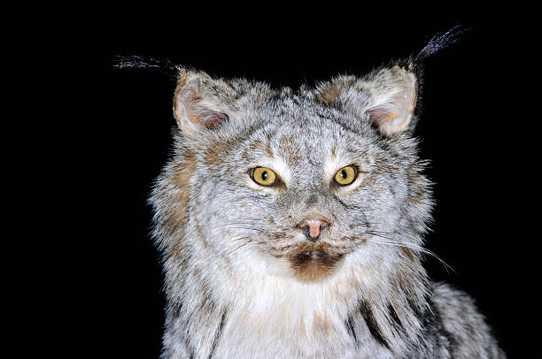 Canadian Lynx A taxidermy mount of a Lynx Canadensis over black taxidermy cat stock pictures, royalty-free photos & images