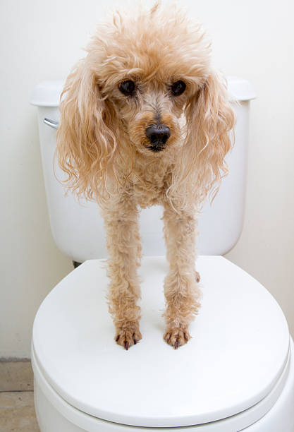 istock Poodle On Toilet 510391453
