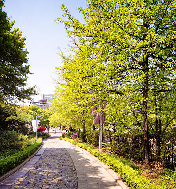 istock Winding cobblestone pathway lined by trees early Spring 510391574