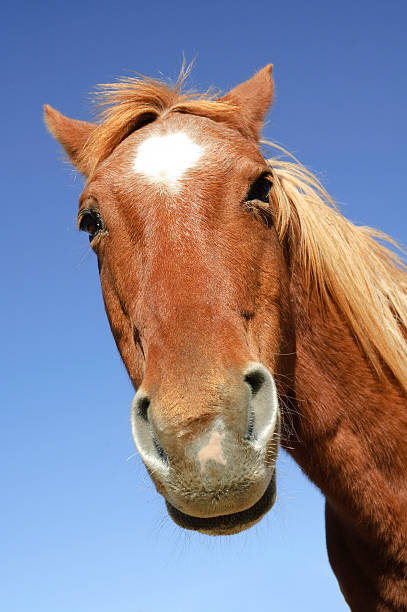 istock goofy horse head 510391608