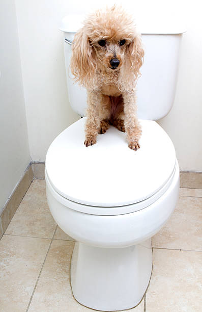 istock Adorable Poodle On A Toilet 510391631