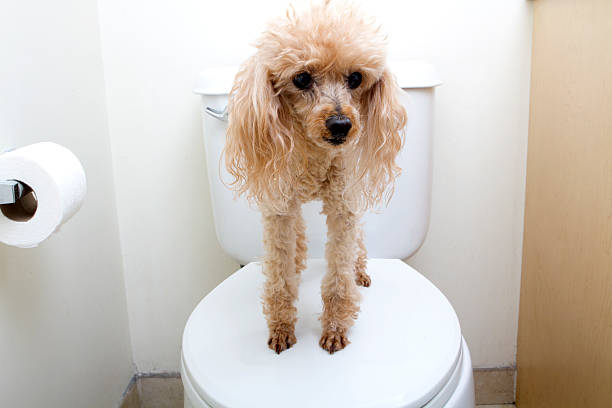 istock Poodle Standing On Toilet 510391639