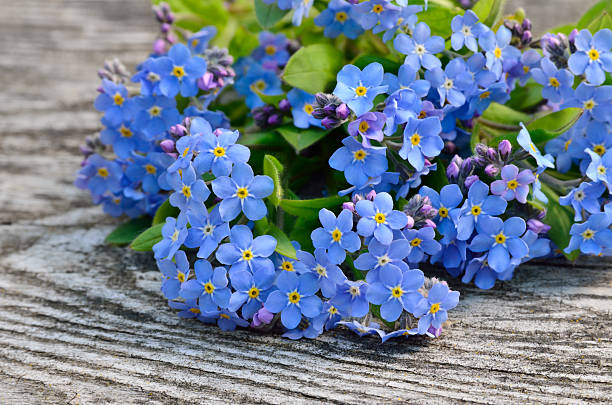 ramo de la de azul me olvides sobre un fondo de madera - wood single flower flower bouquet fotografías e imágenes de stock