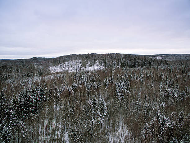 istock Woodland in winter 510392372