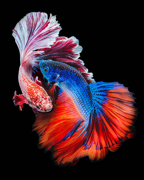 Twain Betta fish Betta fish, siamese fighting fish, betta splendens  isolated on black background siamese fighting fish stock pictures, royalty-free photos & images