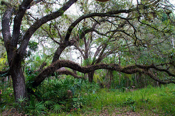 istock large low growing oak tree in winter 510392499