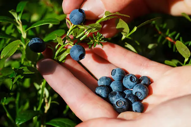 Woman hands picking bilberries in the forest, photographed in Northern Estonia.