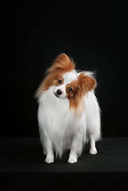 istock Dog breed Papillon 510392574