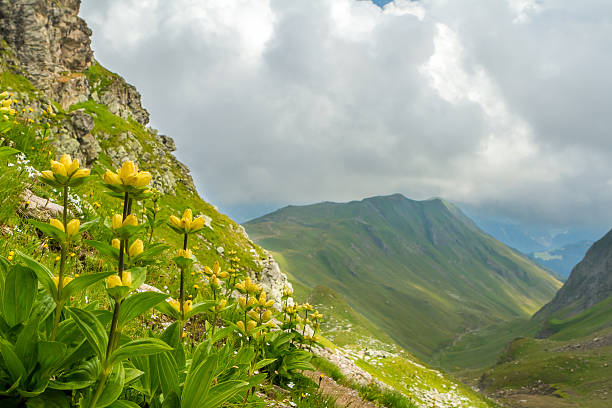 istock Wild flowers on a ridge 510392703