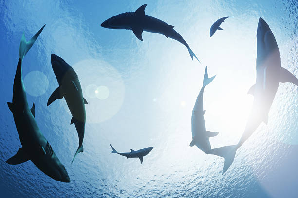 School of sharks circling from above School of sharks circling from above great white shark stock pictures, royalty-free photos & images