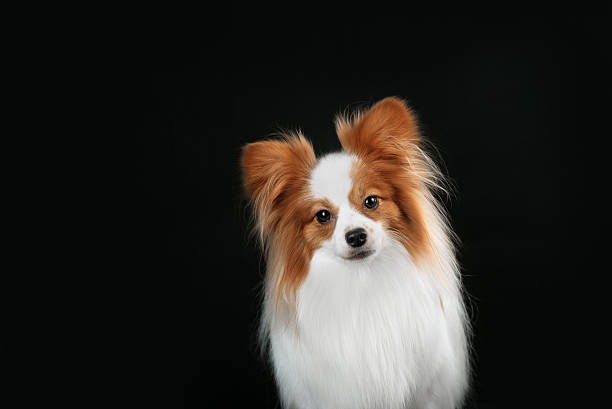 istock Dog breed Papillon 510392754