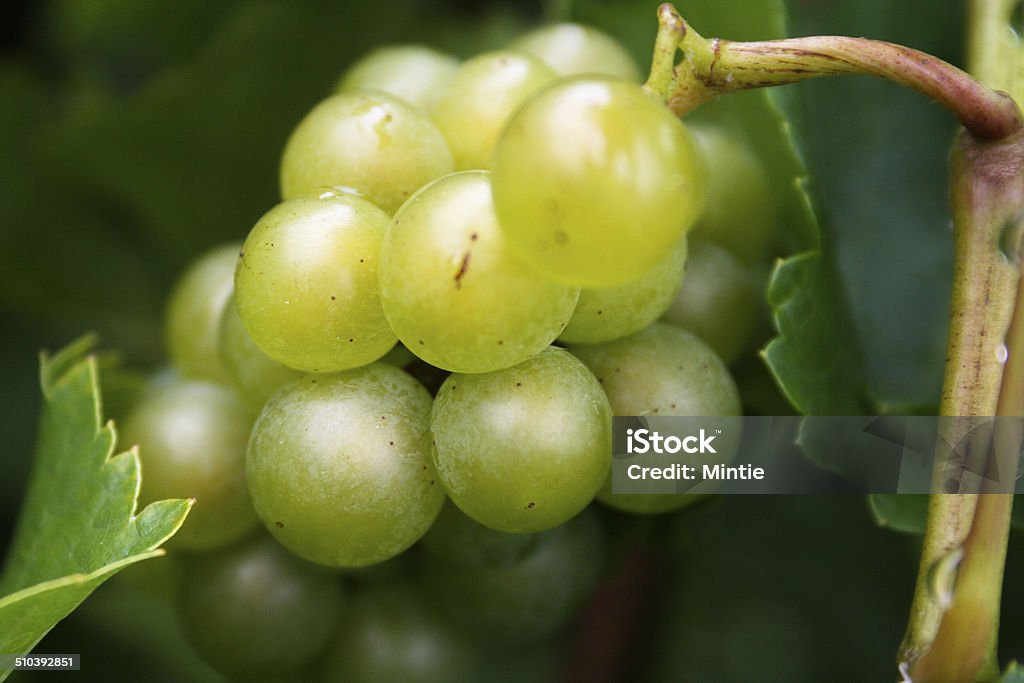 Grapes Detail image of white grapes growing in a vineyard in Michigan Cabernet Sauvignon Grape Stock Photo