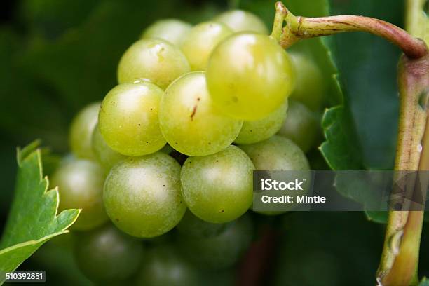 Grapes Stock Photo - Download Image Now - Cabernet Sauvignon Grape, Chardonnay Grape, Grape