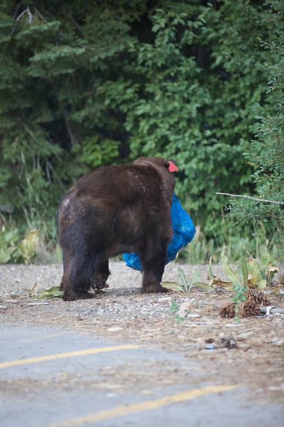 istock Black bear walks away 510392909