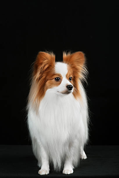 istock Dog breed Papillon 510392996