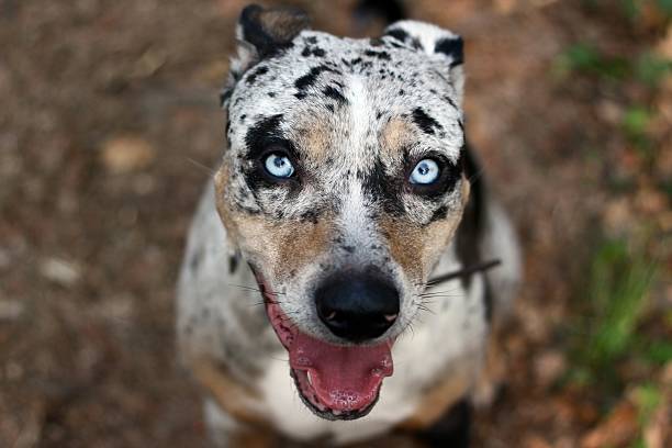istock Louisiana Leopard Dog 510393147